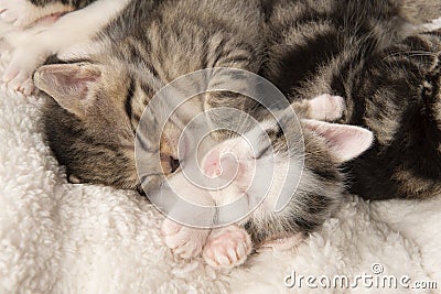 Cute tabby kitten sound asleep with eyes closed on a wihte cloth with its siblings Stock Photo