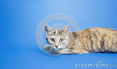 Cute tabby lies on a blue background and looking curiously at the camera. Portrait, sitting posing. Curiosity attentiveness. space Stock Photo