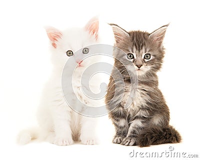 Cute tabby and white main coon baby cats sitting and looking at the camera Stock Photo