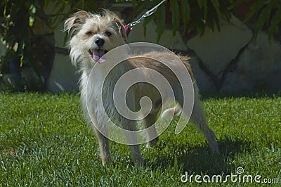 Cute tan and white terrier puppy dog on leash trains on the grass Stock Photo