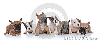 Cute team of seven little dogs looking to side Stock Photo