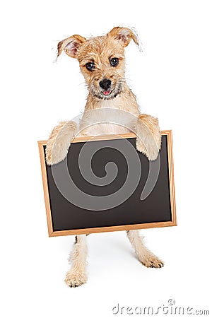 Cute Terrier Puppy Holding Blank Chalk Board Stock Photo