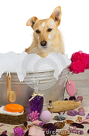 Cute terrier sitting in a bath full of bubbles Stock Photo