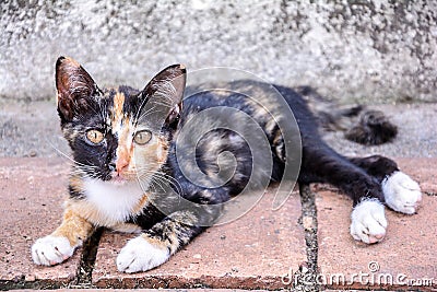 Cute thai cat Stock Photo