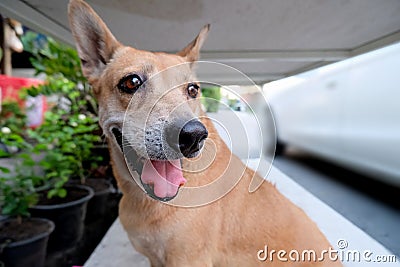 Cute thai dog ridgeback sweet eyes Stock Photo