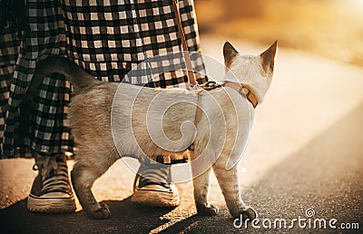 A cute Thai pet cat walks on a harness with its owner, dressed in a plaid dress and sneakers, on a street lit by sunlight on a Stock Photo