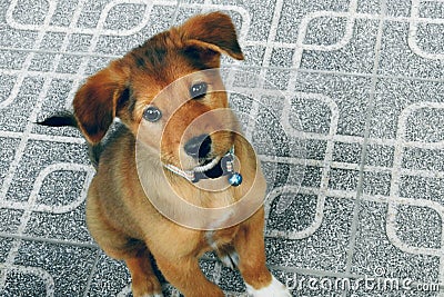 Cute thai puppy pet mammals Stock Photo