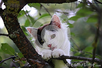 Cute three colored kitten gnawing on tree branch Stock Photo