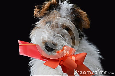 Three and a half month old fox terrier with gift in his snout Stock Photo