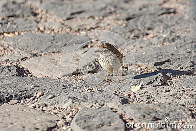 Cute tiny bird running over stone tiles outdoor. Stock Photo