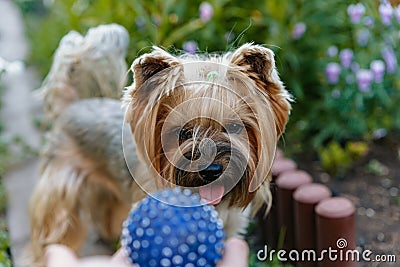 A cute tiny dog looks at a blue ball for a game Stock Photo