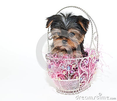Easter Yorkie Puppy Stock Photo