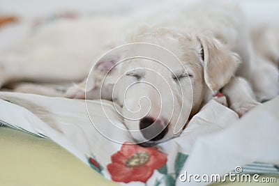 Borzoi sleeping. A cute and tired dog is sleeping on the bed. White borzoi, russian greyhound puppy Stock Photo