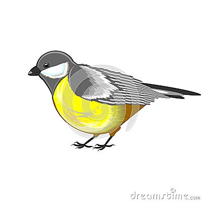 A cute titmouse isolated on a white background Vector Illustration