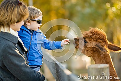 Cute toddler boy looking at an alpaca at a farm zoo on autumn day. Children feeding a llama on an animal farm. Kids at a petting Stock Photo