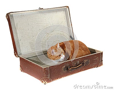 Cute tomcat in old brown suitcase Stock Photo