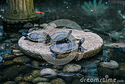 Cute tortoise on lake museum azulejos Portugal Stock Photo