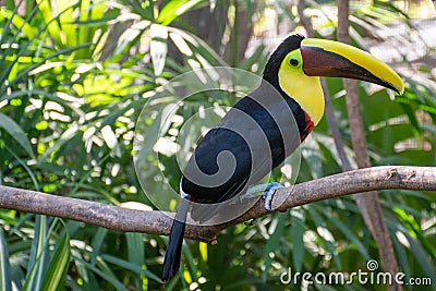 Cute Toucan perching on Branch Stock Photo