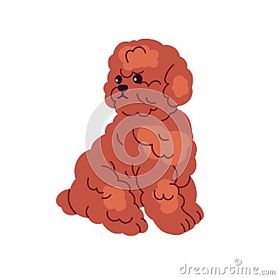 Cute Toy Poodle, little funny puppy of miniature breed. Adorable fluffy dog. Small lovely fuzzy pup sitting. Furry hairy Vector Illustration