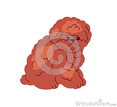 Cute Toy Poodle, miniature dog breed. Curly fluffy little puppy. Adorable small mini doggy, confused pup, looking lost Vector Illustration