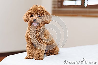 Cute Toy Poodle sitting on bed Stock Photo