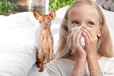 Cute toy terrier. Domestic dog Stock Photo