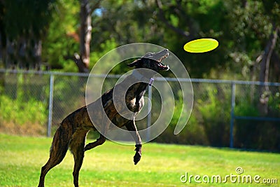 Striped Treeing Tennessee Brindle dog flying through the air to catch a frisbee playing fetch Stock Photo