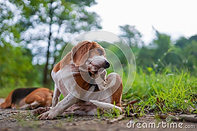 A cute tri-color beagle dog scratching body outdoor on the grass field Stock Photo