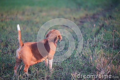 A cute tri-color beagle dog standing on the grass field in the farm in evening Stock Photo