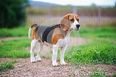 A cute tri-color beagle dog standing on the grass field in the farm in evening,shoot with shallow depth of field Stock Photo