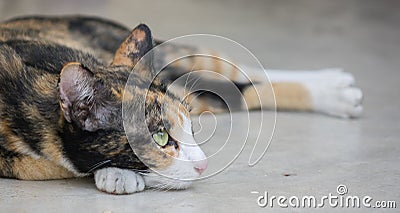 Cute tricolor cat lying on the ground Stock Photo