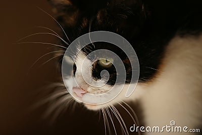 Cute tricolor cat portrait closeup, side view Stock Photo