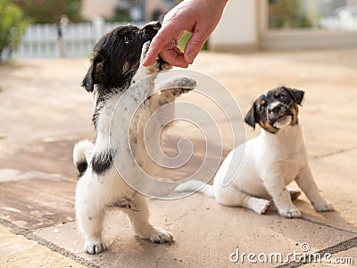 Cute tricolor Jack Russell Terrier puppies playing with her owner. 7,5 weeks old young doggies Stock Photo