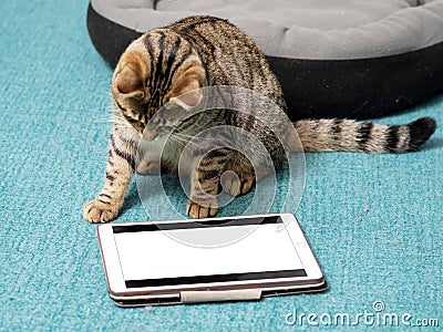 Cute tubby cat looking at a blue tablet screen sitting on a blue color carpet at home. Pet care and entertainment. Internet use Stock Photo