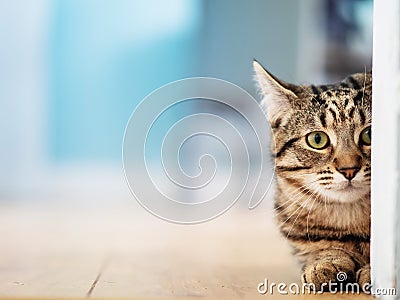 Cute tubby cat looking out behind door frame sitting on a yellow wooden flor. Selective focus Stock Photo