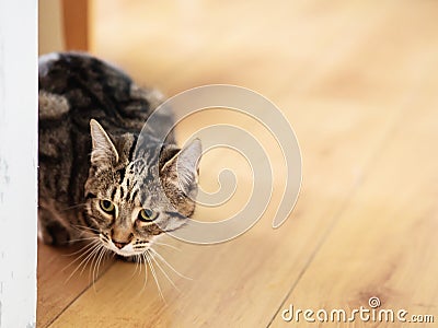 Cute tubby cat looking out sitting on a yellow wooden flor Stock Photo