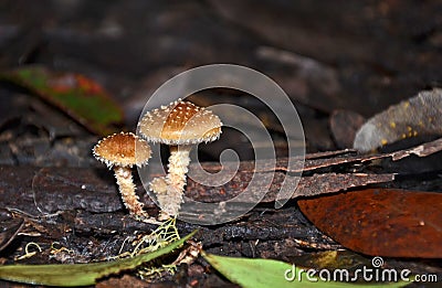 Cute tufted toadstools on the rainforest floor Stock Photo