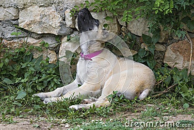 A cute Turkish Sivas Kangal puppy in the garden. Stock Photo