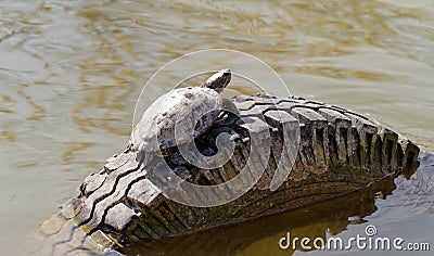 Cute turtle Stock Photo