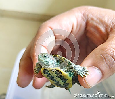 Cute turtle Red-eared slider smiling baby turtle in hands Stock Photo