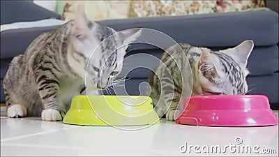 Cute Two Baby Tabby American Shorthair Kitten Eating ...