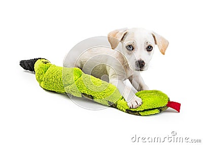 Cute White Puppy With Toy Stock Photo