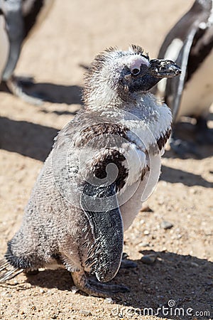Cute ugly bird. Disheveled penguin during moult molt. Moulting Stock Photo