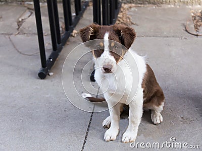 Cute unleashed red Australian Shepherd puppy with copper and white trim Stock Photo