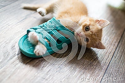 Cute very cute ginger kitten playing with shoes. Stock Photo