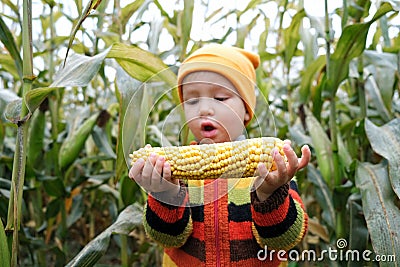 Cute very surprised child in colorful sweater with ripe corn cob on yellow autumn corn field. Fall season concept Stock Photo