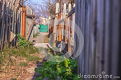 Cute village cat peeks out from behind a fence Stock Photo