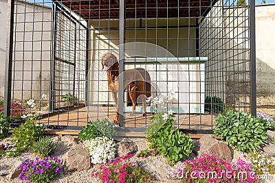 Cute vizsla hunting dog in his dog kennel with beautifuly landscaped surroundings. Stock Photo