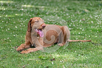 Cute Vizsla puppy lying on the grass Stock Photo