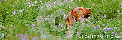 Cute vizsla puppy outdoors portrait in a meadow full of flowers. Stock Photo